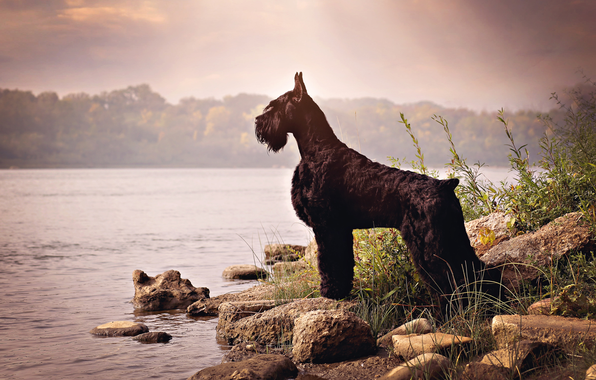 Dog Show and Pet Photography by Martine Sansoucy 